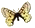 vlindertje